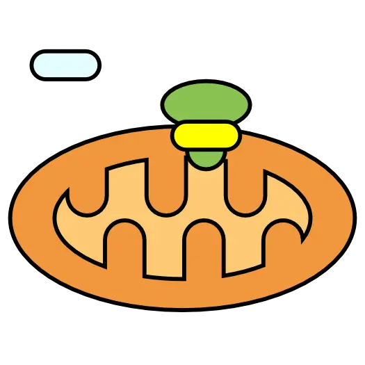 Autophagy Of Mitochondrion
