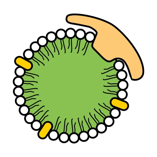 Lipoprotein Particle