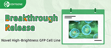 Breakthrough Release: Novel High-Brightness GFP Cell Line