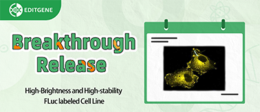 Breakthrough Release: Novel High-Brightness and High-stability FLuc labeled Cell Line