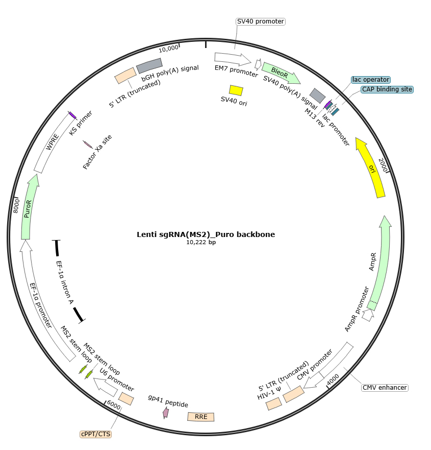 Map of the EDV3689-Lenti sgRNA(MS2)-Puro backbone vector