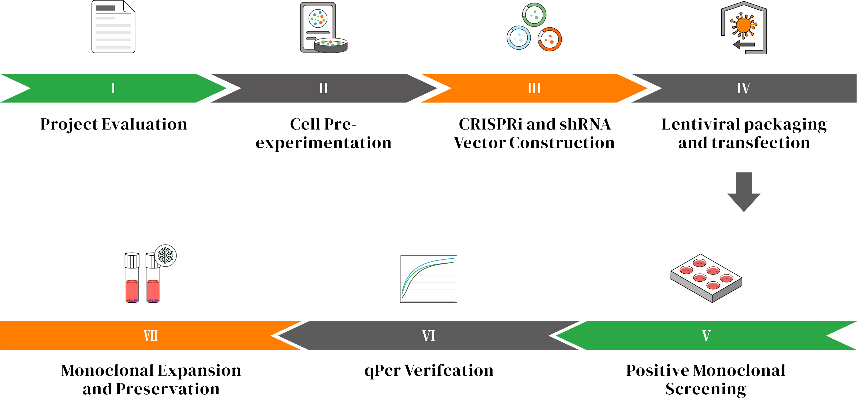 CRISPRi Cell Lines Service Process