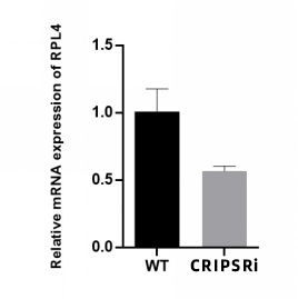 qRT-PCR detection of RPL4 gene knockdown