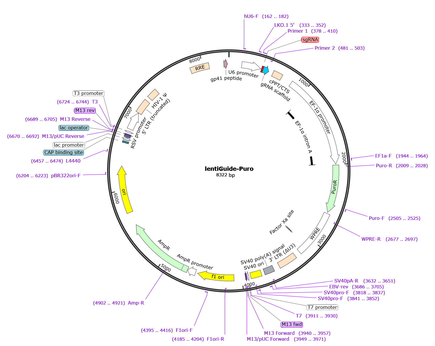Map of the EDV00003-LentiGuide-puro vector backbone