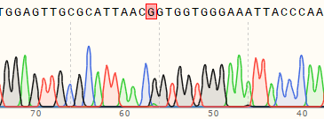 Sequencing chromatogram of a single-base point mutation cell line generated in A549 cells using Prime Editing.