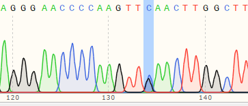 Sequencing chromatogram of a single-base point mutation cell line generated in iPSC cells using Prime Editing.
