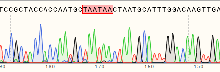 Sequencing chromatogram of a base insertion cell line generated in A549 cells using Prime Editing.