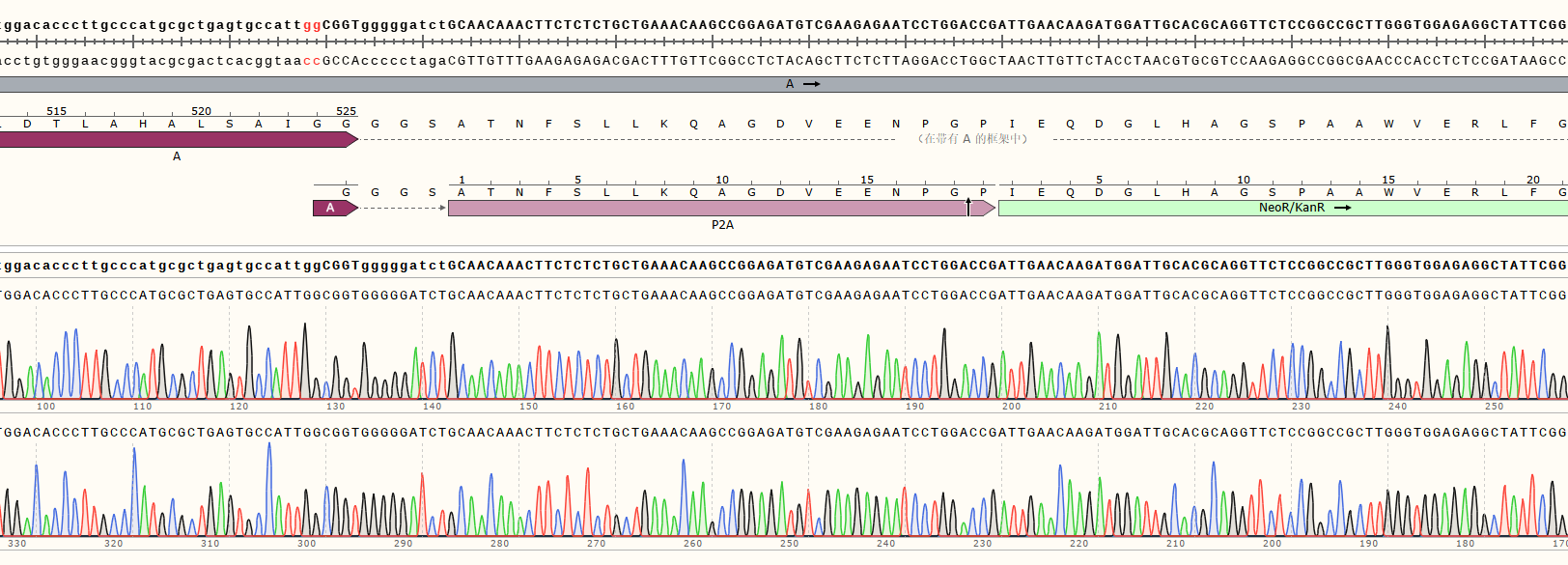 Sanger sequencing validation of precise Neo knock-in at the C-terminus of gene A in H9 cells.