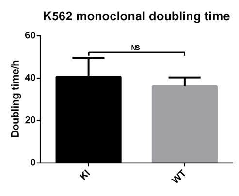 EGFP insertion does not affect the growth of K562 cells.