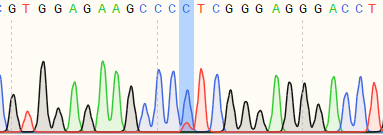 Sequencing chromatogram of a single-base point mutation cell line generated in K562 cells using Prime Editing.