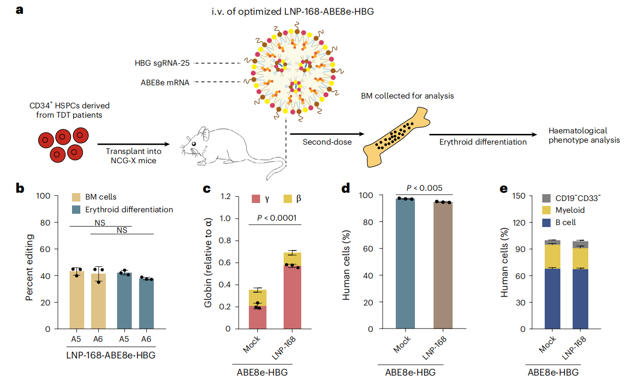Transplantation of CD34⁺ HSPCs carrying CD41-42 and β-28(A>T) mutations into NCG-X mice