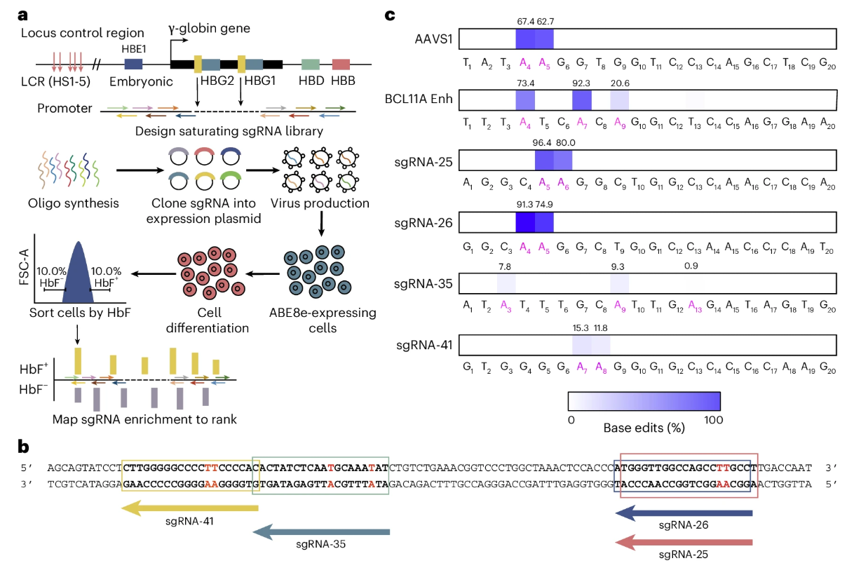 High-throughput sgRNA screening using the HUDEP-2 cell line