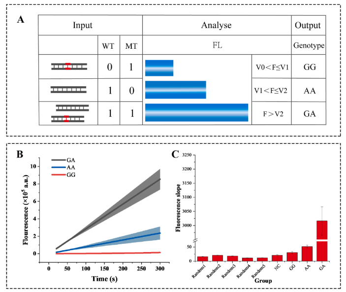 Genotyping strategy, kinetic curves, and specificity validation