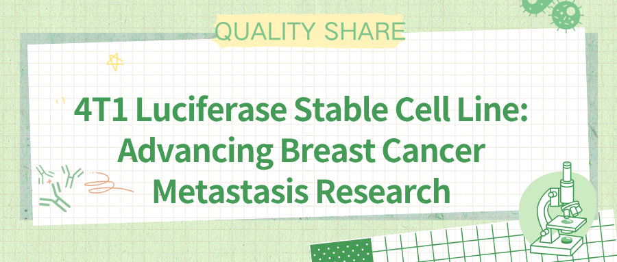 4T1 Luciferase Stable Cell Line Advancing Breast Cancer Metastasis Research.png