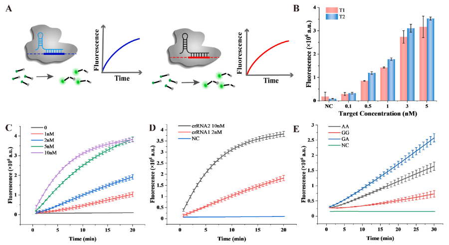 Feasibility verification of the crRNA-Limited CRISPR/Cas12a detection system