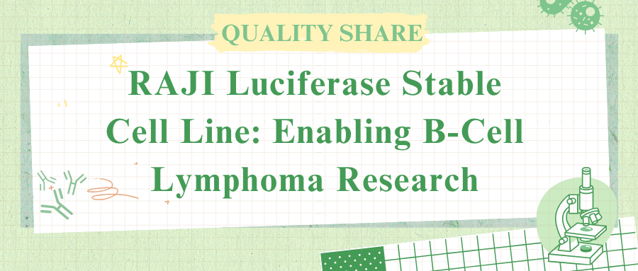 RAJI Luciferase Stable Cell Line: Enabling B-Cell Lymphoma Research