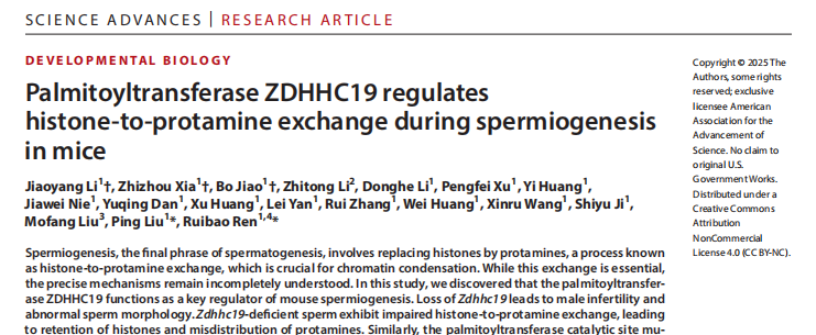 Palmitoyltransferase ZDHHC19 regulates histone-to-protamine exchange during spermiogenesis in mice