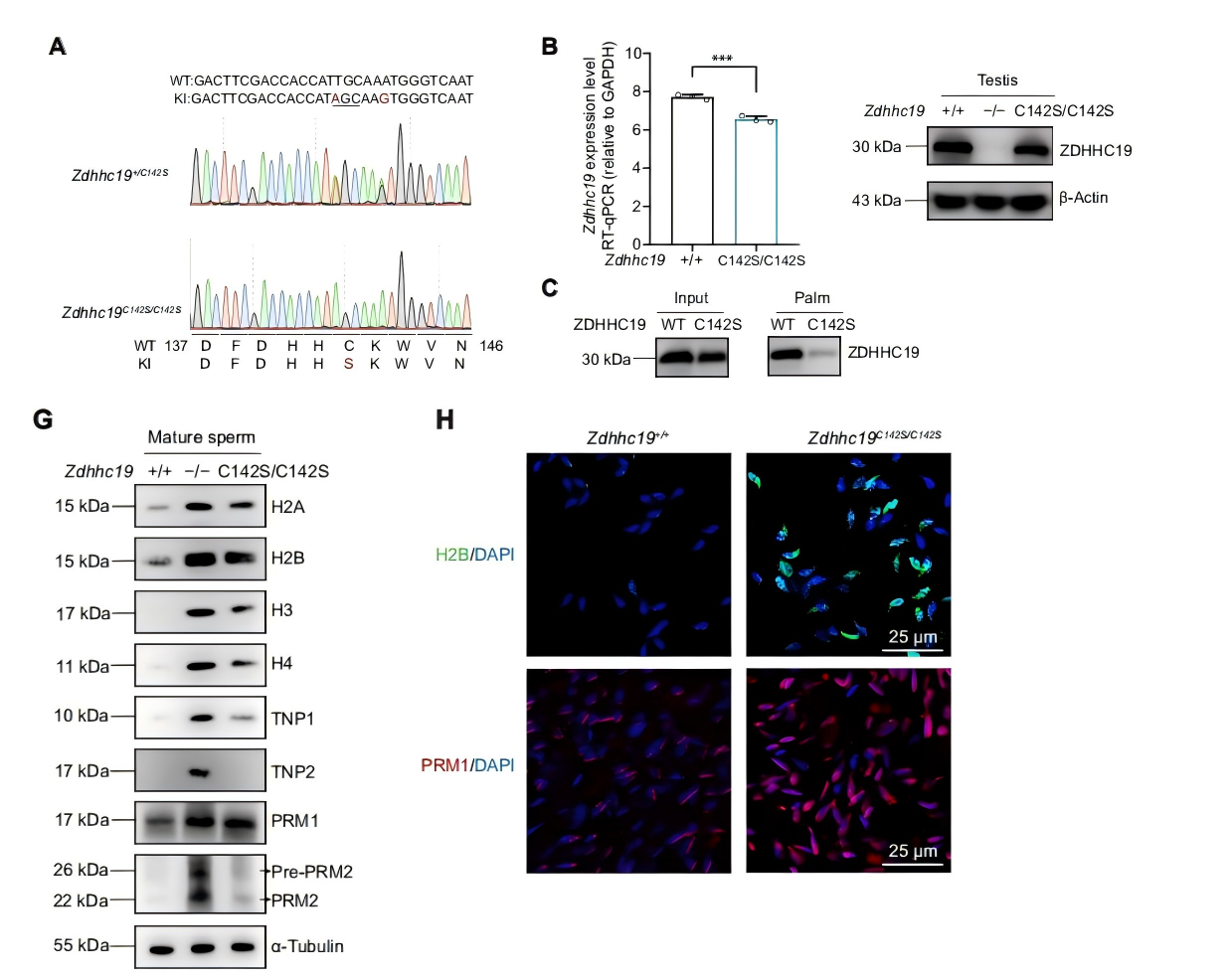 Investigation of ZDHHC19 PAT activity in spermatogenesis