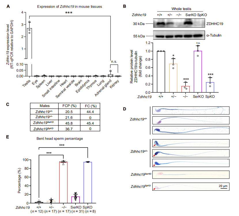 Validation of germ Cell Function in Zdhhc19 Knockout Mice