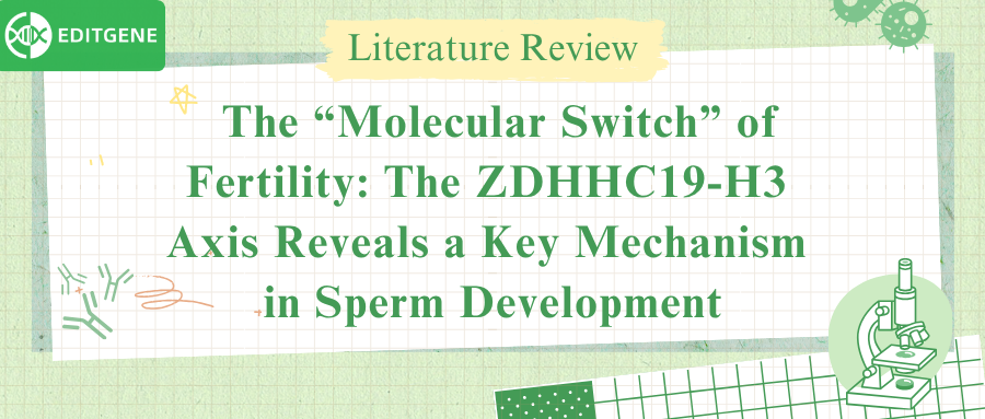  The “Molecular Switch” of Fertility: The ZDHHC19-H3 Axis Reveals a Key Mechanism in Sperm Development