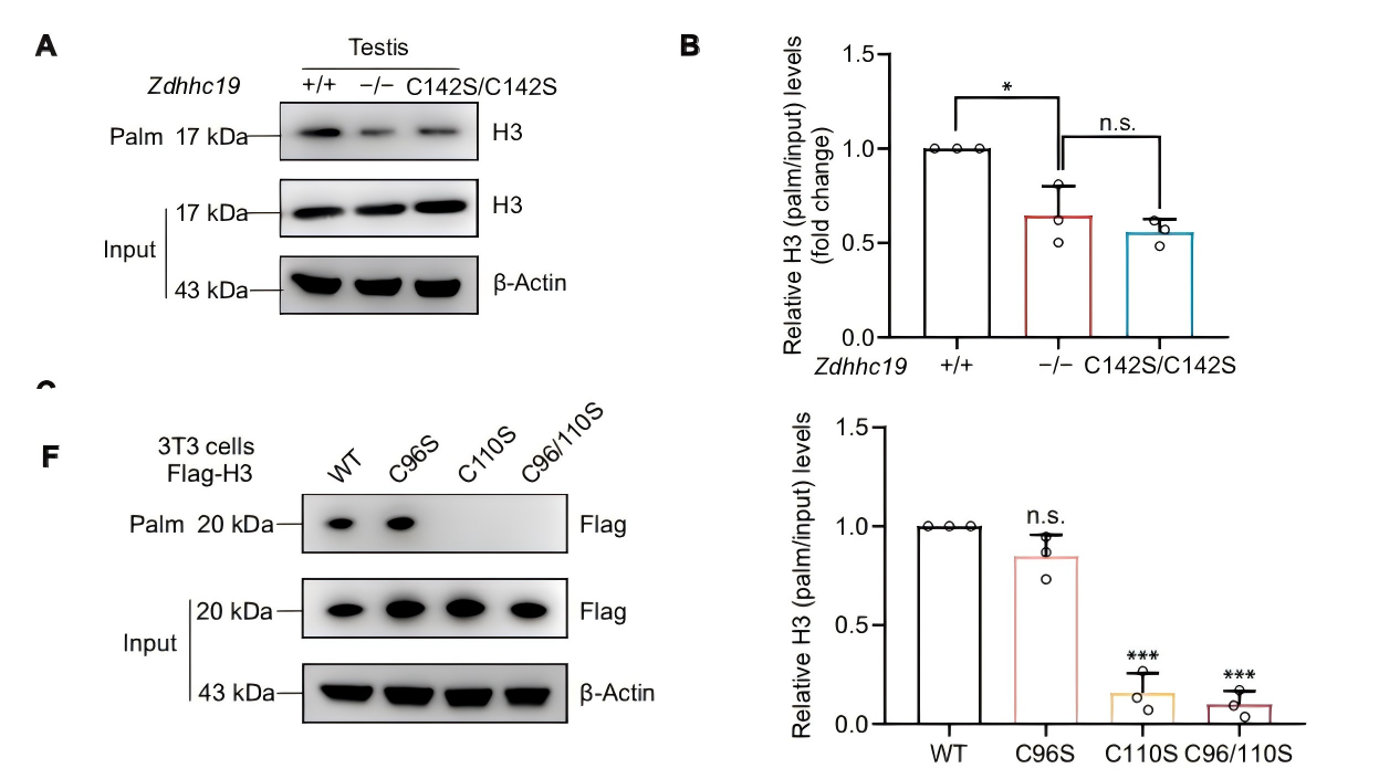 Mass spectrometry and biochemical assays confirm Histone H3 as a direct substrate of ZDHHC19