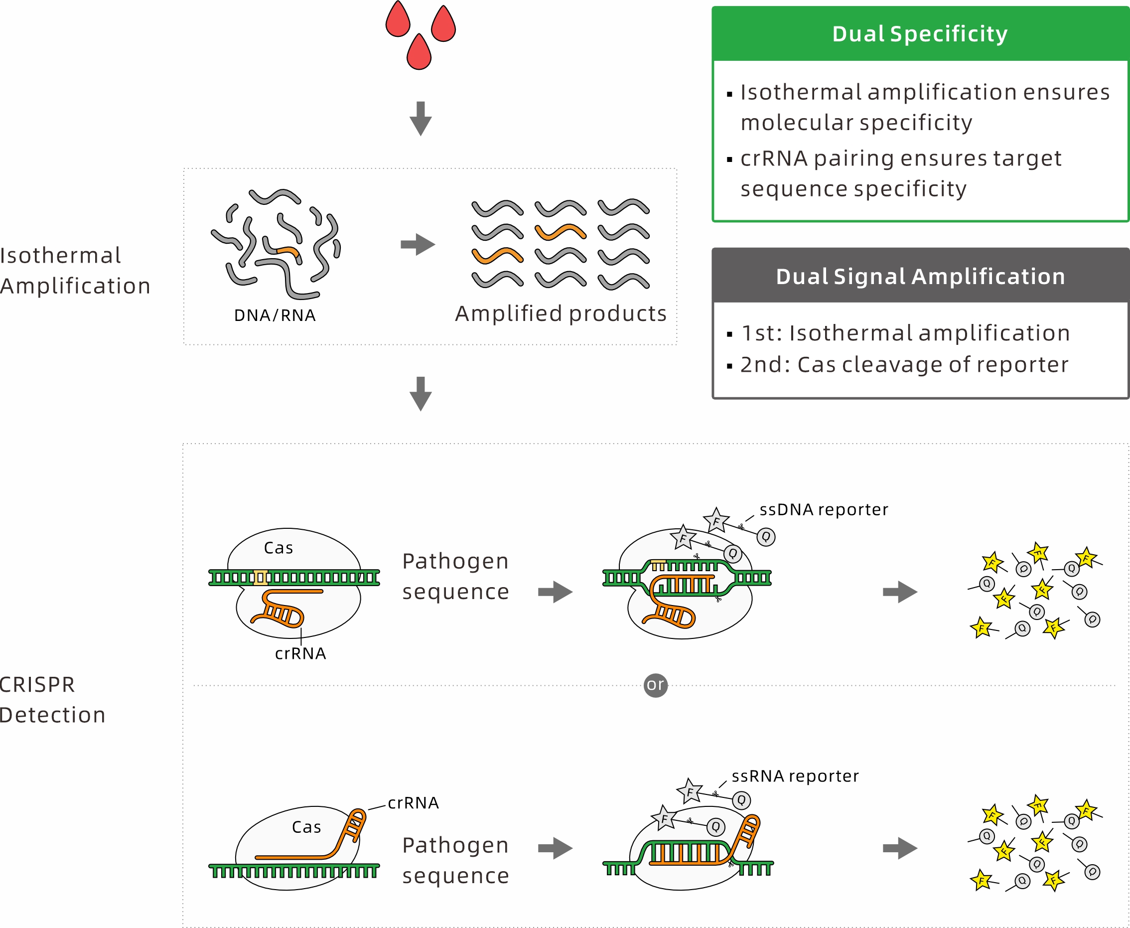 Principle of CRISPR-Based Detection