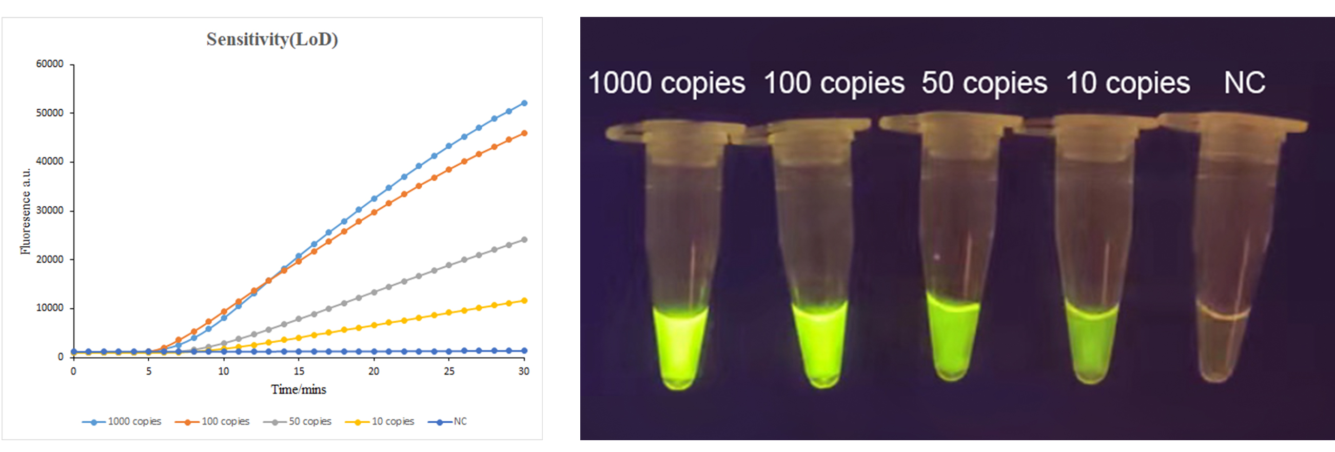 African Swine Fever Virus (ASFV) Detection