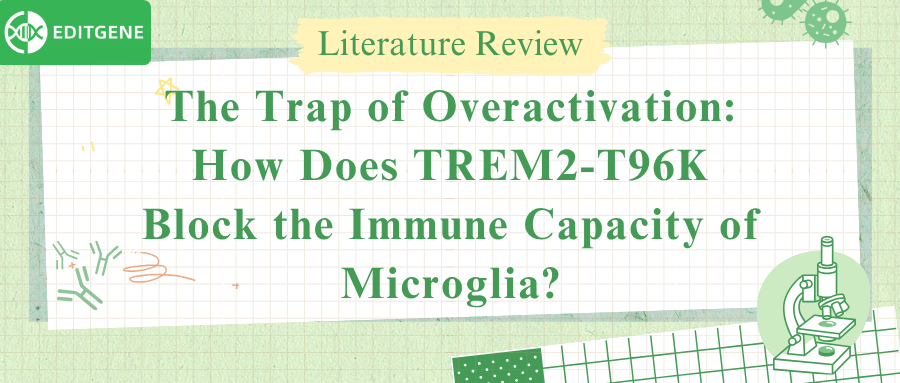 The Sex-Specific Effect of TREM2-T96K: Why Are Female Microglia More Vulnerable?
