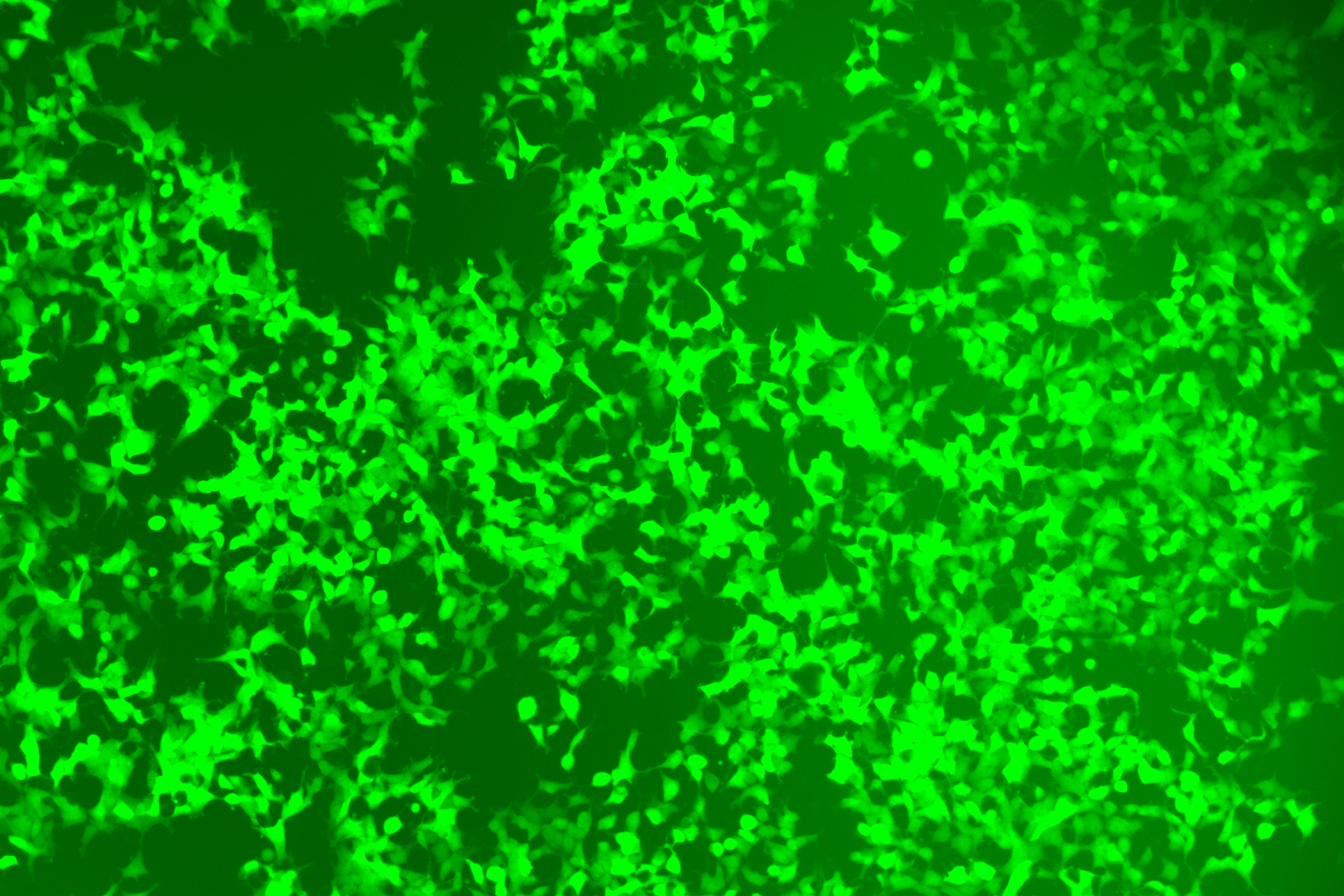 with KI Enhancer Drug