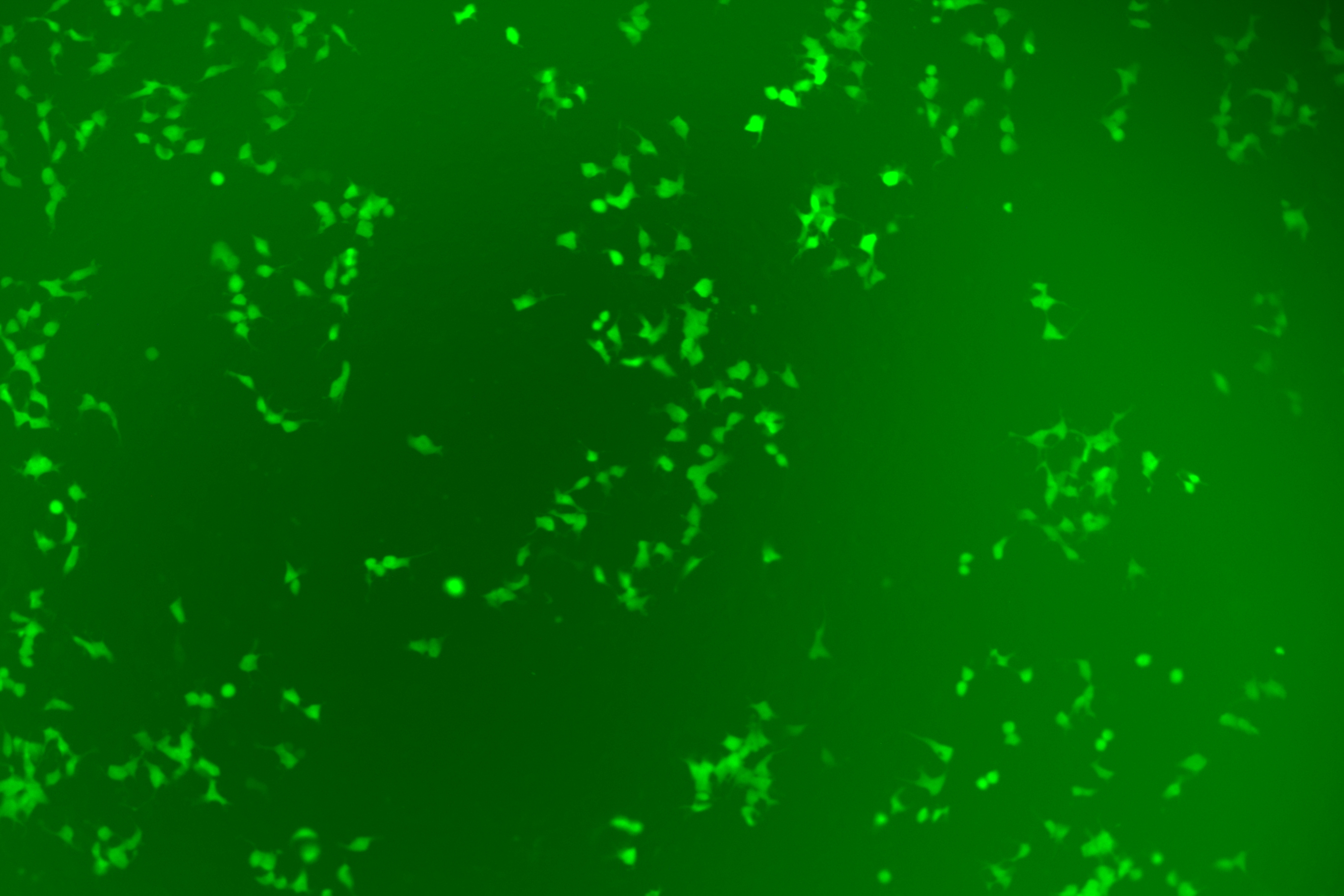 without KI Enhancer Drug