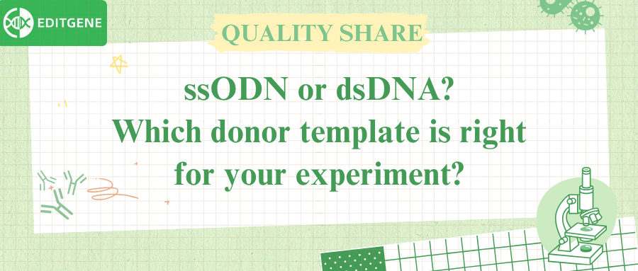 ssODN or dsDNA? Which donor template is right for your experiment?