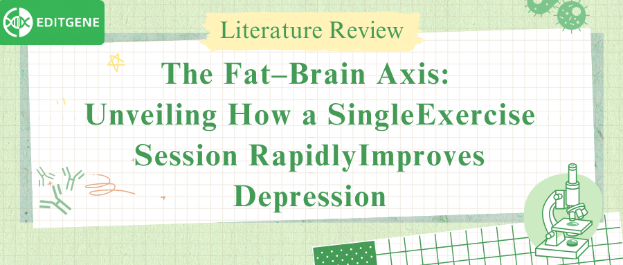 The Fat–Brain Axis: Unveiling How a Single Exercise Session Rapidly Improves Depression