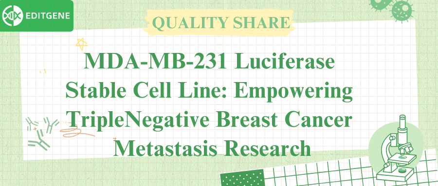 MDA-MB-231 Luciferase Stable Cell Line: Empowering Triple-Negative Breast Cancer Metastasis Research