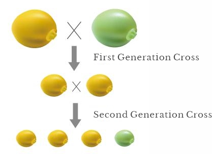 Results of the second pea cross