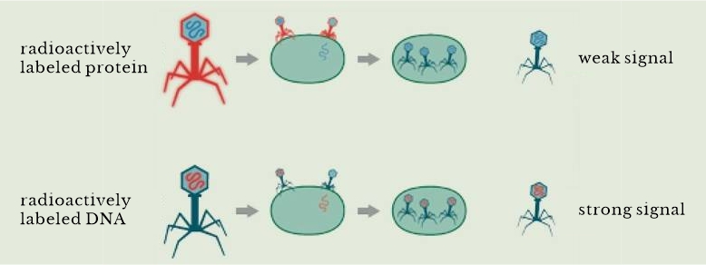 The Hershey-Chase Experiment