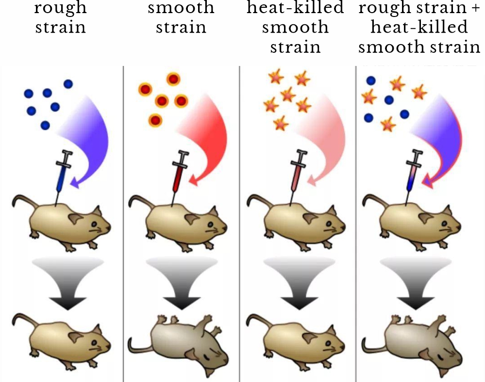 Griffith&rsquo;s pneumococcal transformation experiment