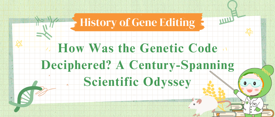 How Was the Genetic Code Deciphered? A Century-Spanning Scientific Odyssey