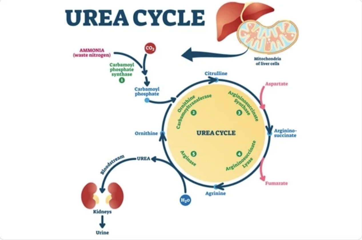  Schematic of the urea cycle