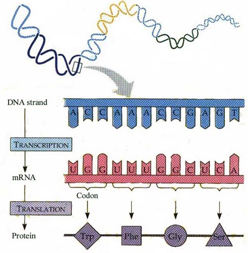The central dogma