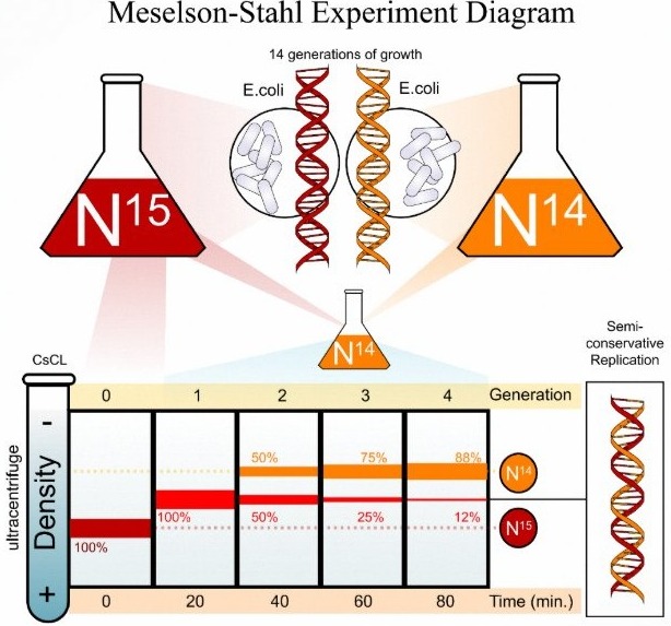 The Meselson-Stahl experiment