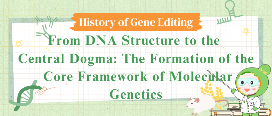 From DNA Structure to the Central Dogma: The Formation of the Core Framework of Molecular Genetics
