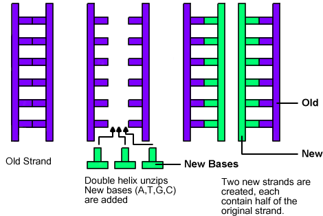 The semiconservative DNA replication model