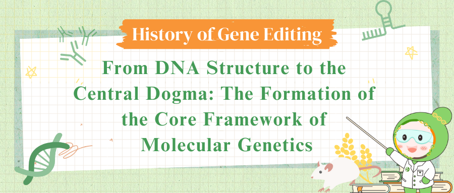 From DNA Structure to the Central Dogma: The Formation of the Core Framework of Molecular Genetics