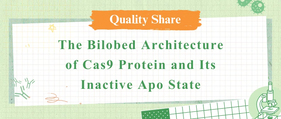 The Bilobed Architecture of Cas9 Protein and Its Inactive Apo State