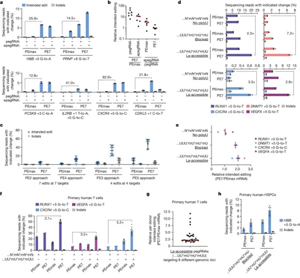 Proposed Mechanism: La Protein Facilitates Prime Editing by Interacting with the 3&prime; End of pegRNA