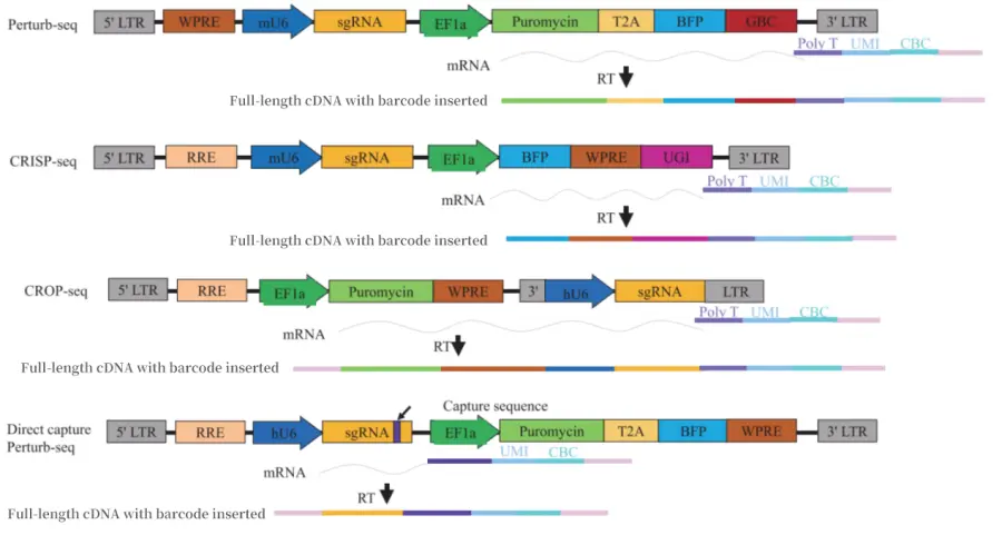 CRISPR-based Single-Cell Transcriptome Sequencing Library Preparation