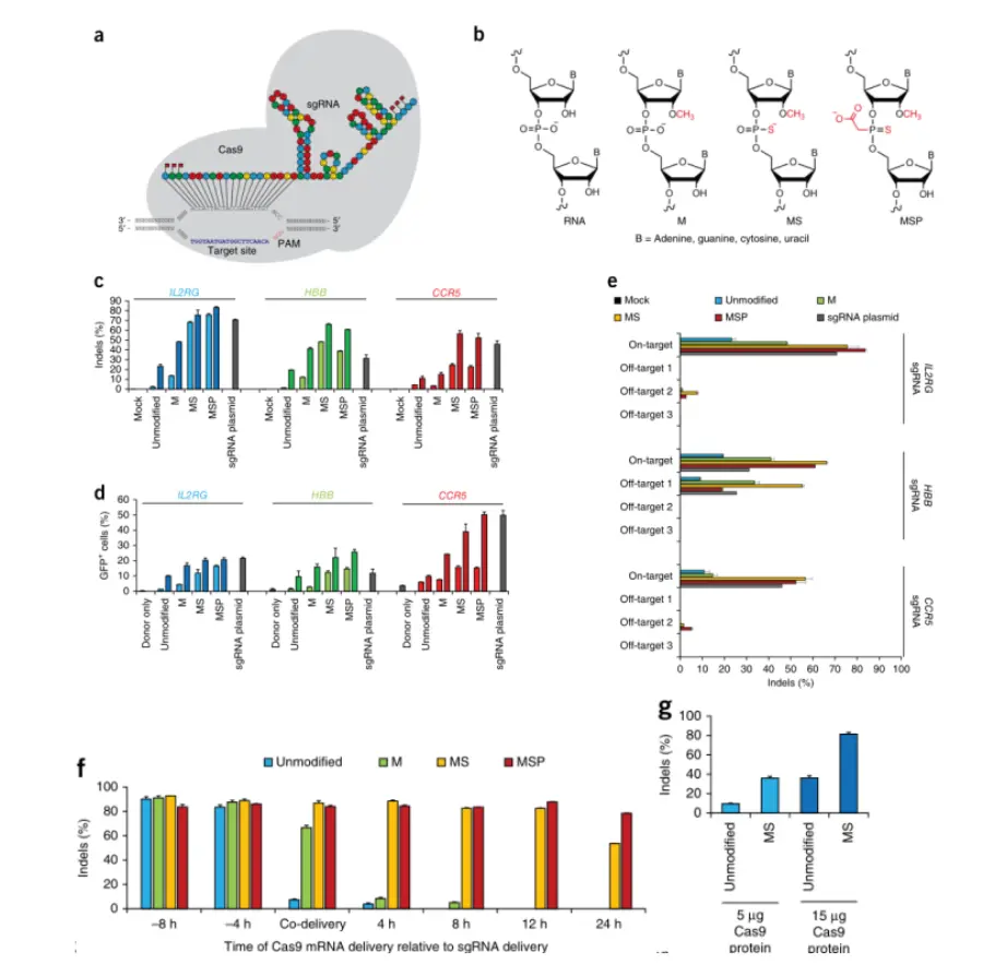 Chemically modified synthetic sgRNAs promote high frequencies of indels and homologous recombinat