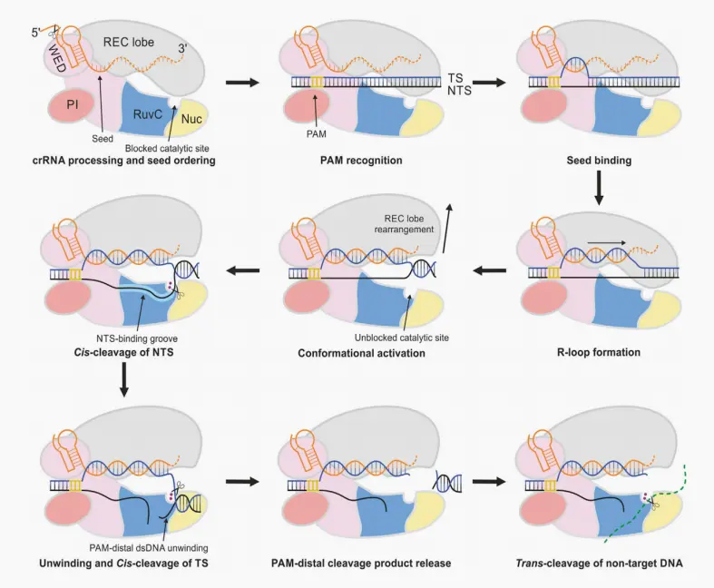Model of Cas12a-mediated cis- and trans-cleavage of DNA.