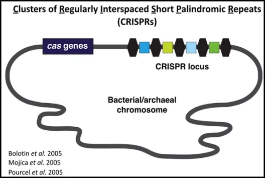 The CRISPR/Cas System