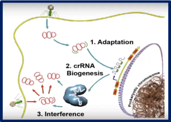 Introduction to the CRISPR/Cas System